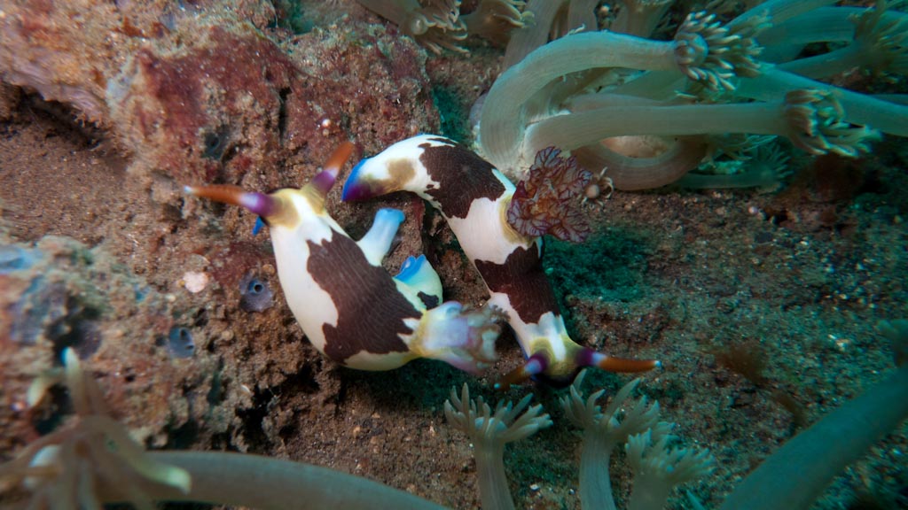 sula2011_nu12.jpg