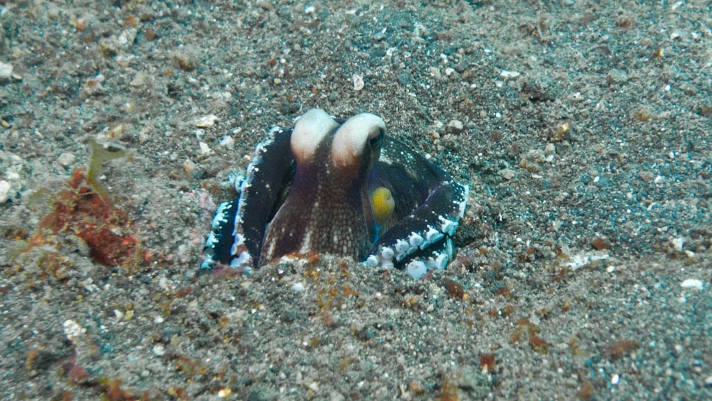 sula2011_op01.jpg