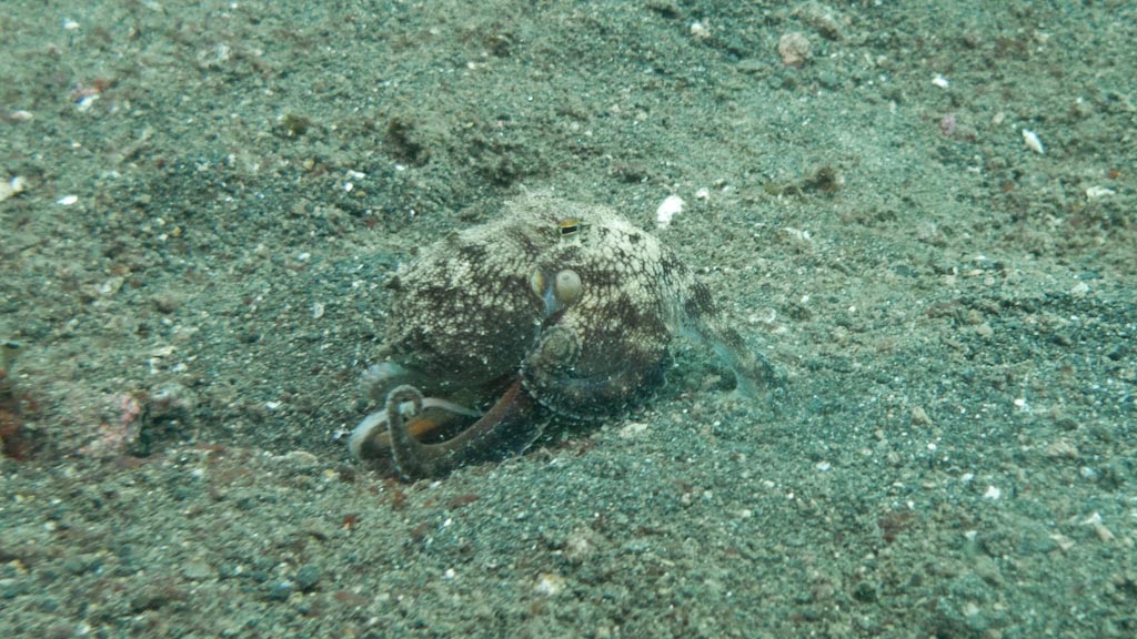 sula2011_op02.jpg