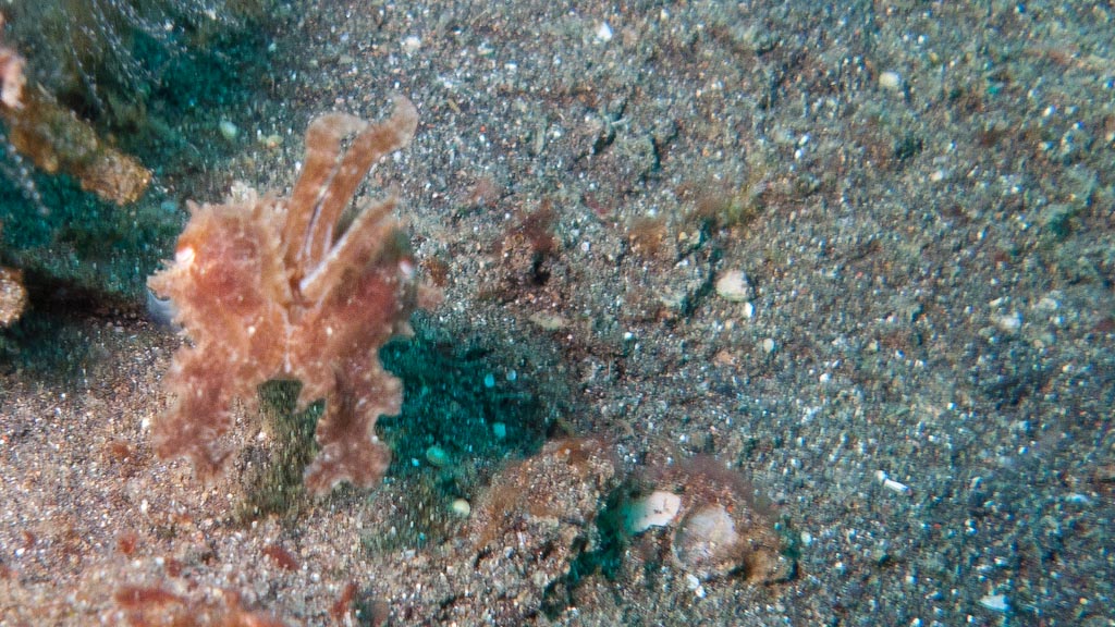 sula2011_op03.jpg