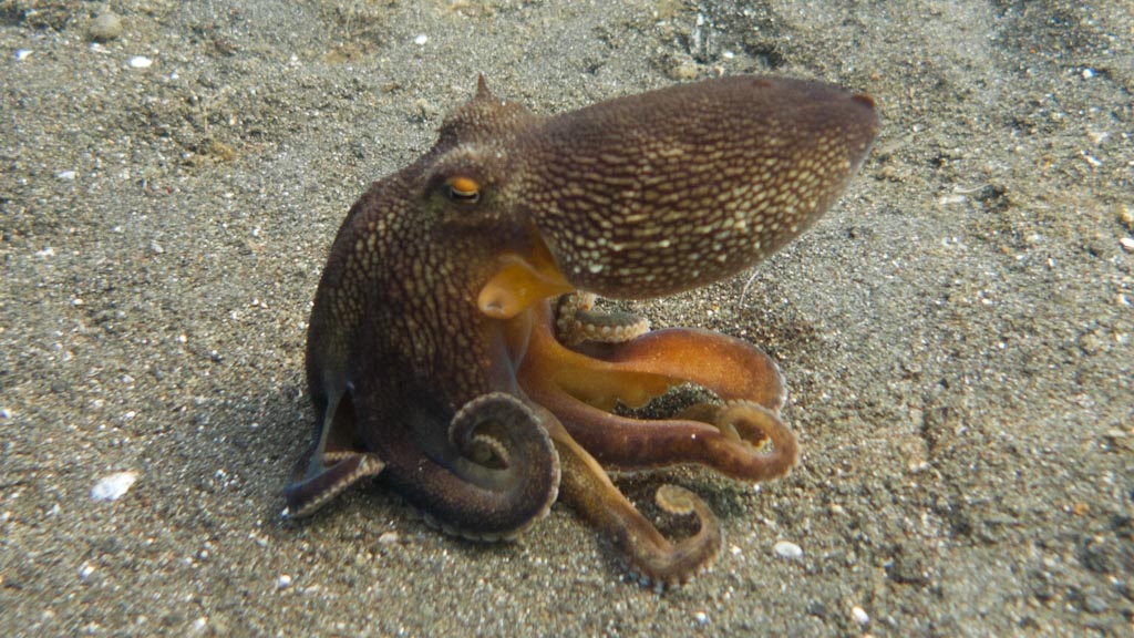 sula2011_op05.jpg