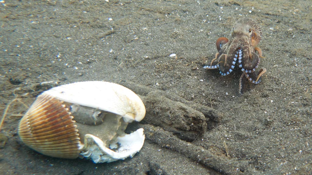 sula2011_op07.jpg