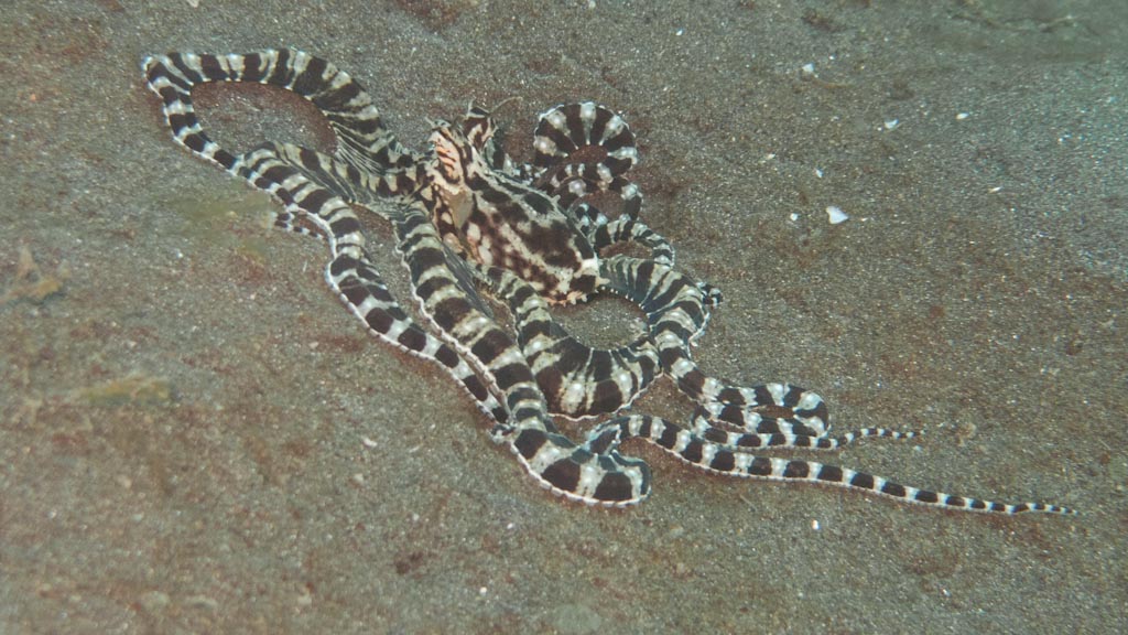 sula2011_op09.jpg