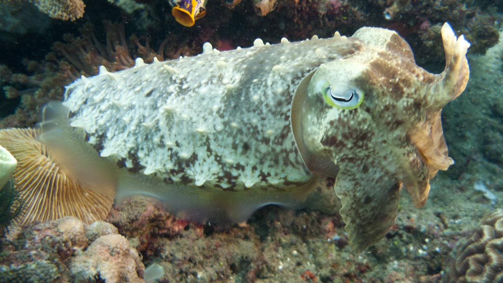 sula2011_op10.jpg