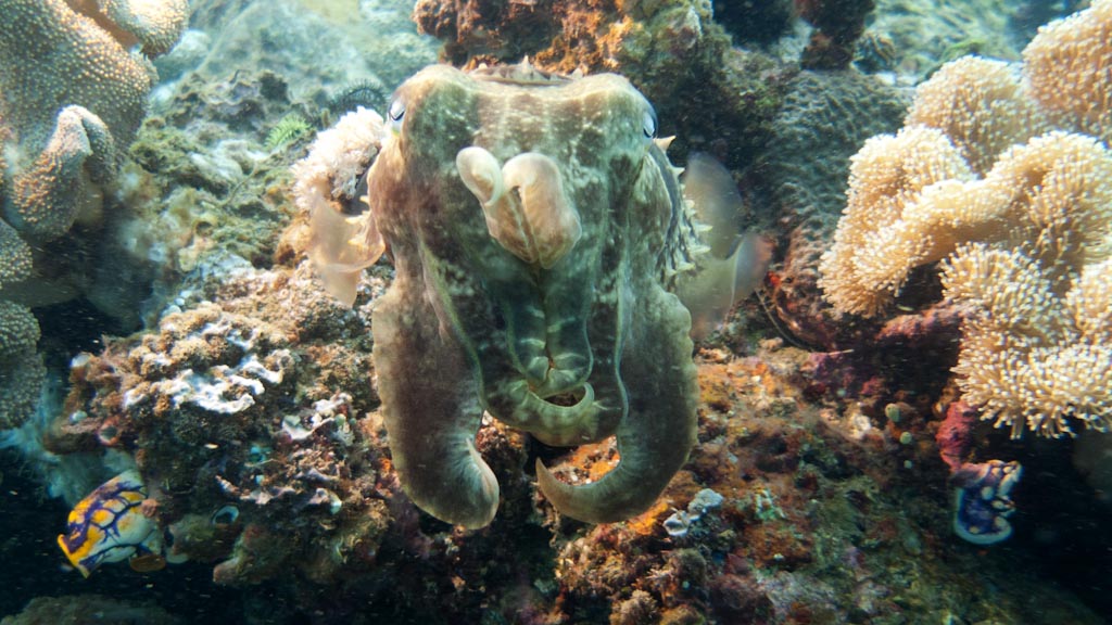 sula2011_op11.jpg