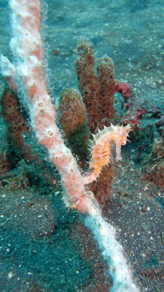sula2011_sh02.jpg