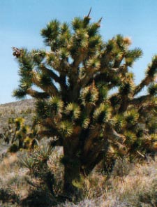wildwest09.jpg