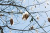 ein Kapokbaum, die Früchte sind ähnlich der Baumwolle