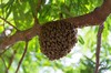 Bienen ohne Nest