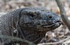Warane auf Komodo