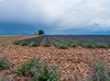 in der haute Provence, Lavendelfelder