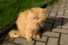 die Destillerie Hauskatze