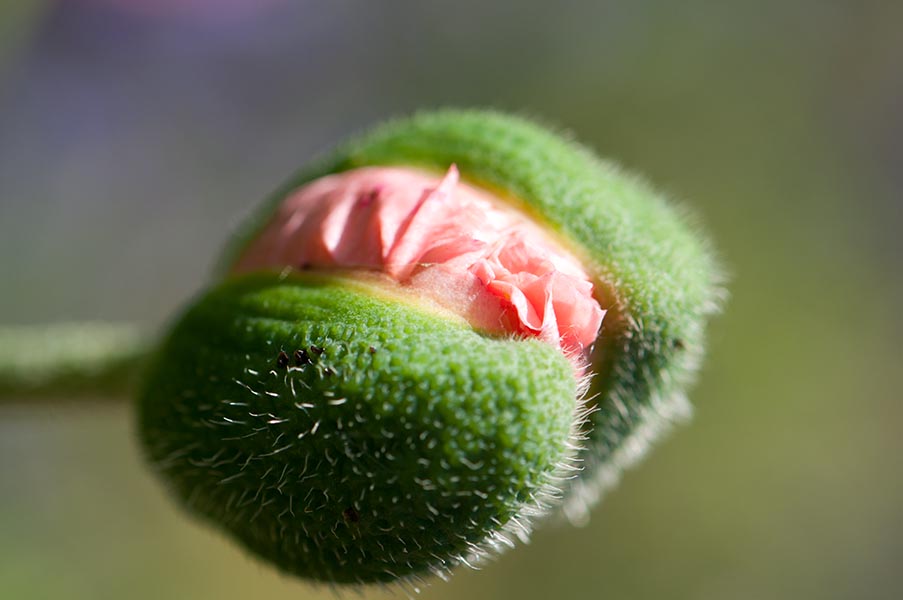 makro11.jpg